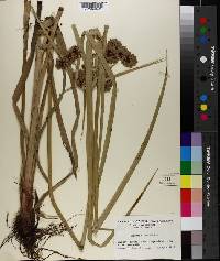 Cyperus virens image