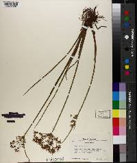 Cyperus haspan image