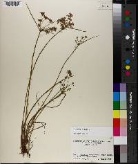 Cyperus haspan image