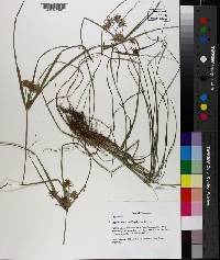 Cyperus refractus image