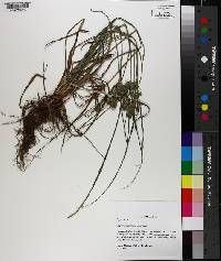 Cyperus retrorsus image