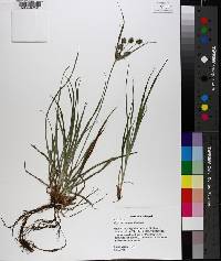 Cyperus retrorsus image