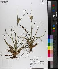 Cyperus retrorsus image