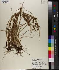 Cyperus retrorsus image