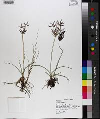 Cyperus rotundus image