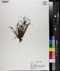 Cyperus squarrosulus image