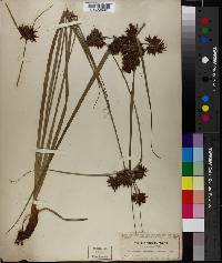 Cyperus brunneus image