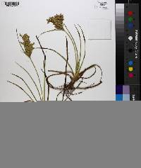 Cyperus lecontei image