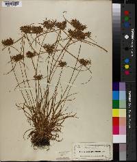 Cyperus polystachyos image