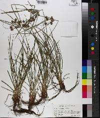 Cyperus retrorsus image