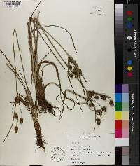 Cyperus retrorsus image