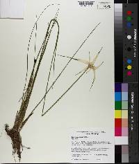 Dichromena latifolia image