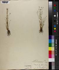 Eleocharis geniculata image