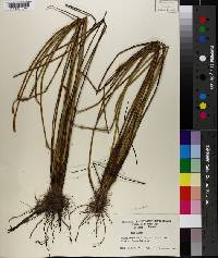 Eleocharis cellulosa image