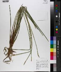 Eleocharis quadrangulata image