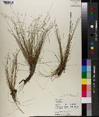 Eleocharis microcarpa image