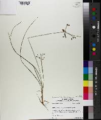 Fimbristylis annua image