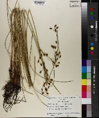 Fimbristylis castanea image