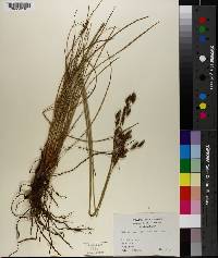 Fimbristylis castanea image