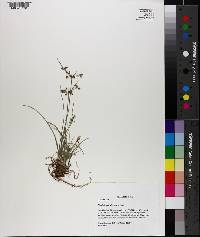 Fimbristylis decipiens image