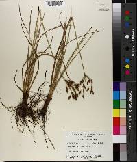 Fimbristylis harperi image