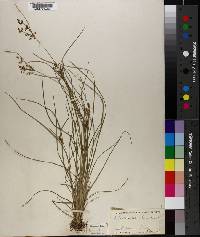 Fimbristylis annua image