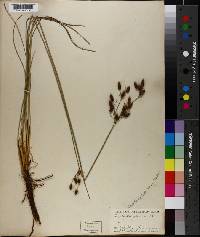 Fimbristylis castanea image