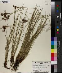 Fimbristylis castanea image