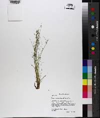 Isolepis carinata image