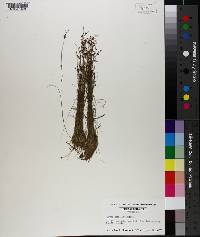 Rhynchospora intermixta image