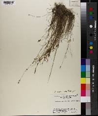 Rhynchospora intermixta image