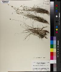 Rhynchospora intermixta image