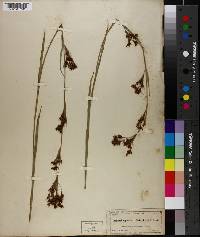 Rhynchospora stipitata image