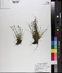 Isolepis carinata image