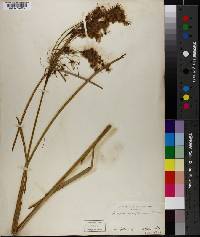 Scirpus eriophorum image