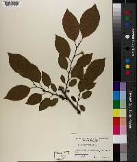 Diospyros virginiana image