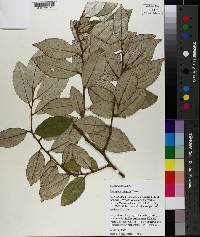 Elaeagnus pungens image