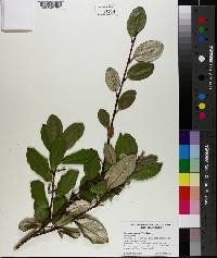 Elaeagnus pungens image