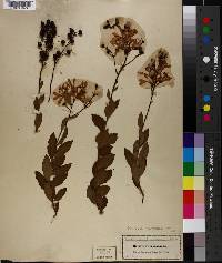 Bejaria racemosa image