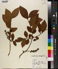 Leucothoe racemosa image