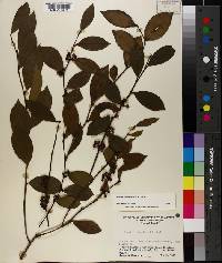 Lyonia lucida image