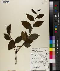 Lyonia lucida image