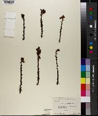 Hypopitys monotropa image