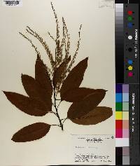 Oxydendrum arboreum image