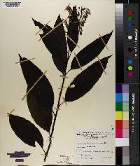 Oxydendrum arboreum image