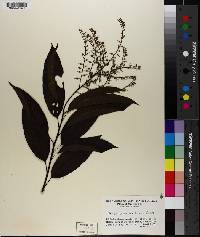 Oxydendrum arboreum image