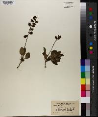 Pyrola picta image