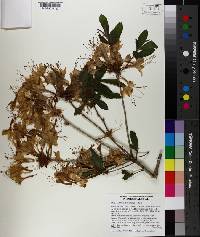 Rhododendron alabamense image