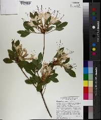 Rhododendron arborescens image