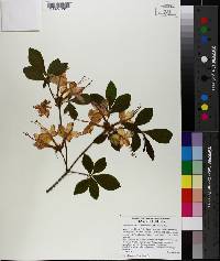 Rhododendron calendulaceum image